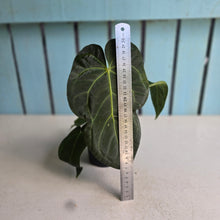 Load image into Gallery viewer, #H346 Anthurium NOID