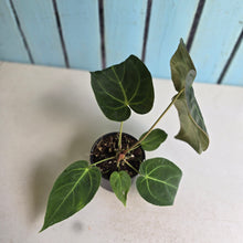Load image into Gallery viewer, #H346 Anthurium NOID