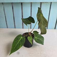 Load image into Gallery viewer, #H346 Anthurium NOID