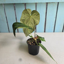 Load image into Gallery viewer, #H346 Anthurium NOID