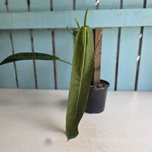 Load image into Gallery viewer, #RA12 Philodendron Patriciae