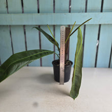 Load image into Gallery viewer, #RA12 Philodendron Patriciae