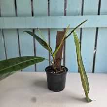 Load image into Gallery viewer, #RA12 Philodendron Patriciae