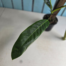 Load image into Gallery viewer, #RA12 Philodendron Patriciae