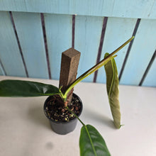 Load image into Gallery viewer, #RA12 Philodendron Patriciae