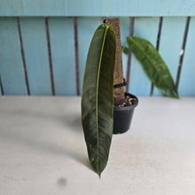 Load image into Gallery viewer, #R112 Philodendron Patriciae