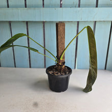 Load image into Gallery viewer, #R112 Philodendron Patriciae