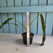 Load image into Gallery viewer, #R112 Philodendron Patriciae