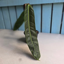 Load image into Gallery viewer, #R112 Philodendron Patriciae