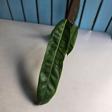 Load image into Gallery viewer, #R112 Philodendron Patriciae