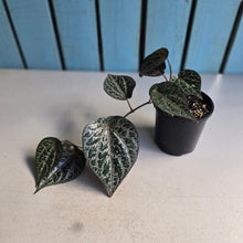Load image into Gallery viewer, #D73 Piper Crocatum
