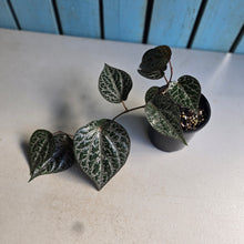 Load image into Gallery viewer, #D73 Piper Crocatum