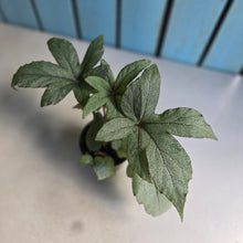 Load image into Gallery viewer, #D557 Begonia Pollux