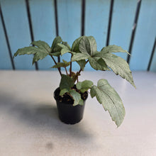 Load image into Gallery viewer, #D557 Begonia Pollux