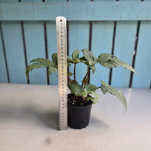 Load image into Gallery viewer, #D557 Begonia Pollux