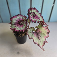 Load image into Gallery viewer, #D11 Begonia Raspberry Torte