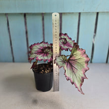 Load image into Gallery viewer, #D11 Begonia Raspberry Torte