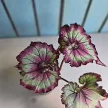 Load image into Gallery viewer, #D11 Begonia Raspberry Torte