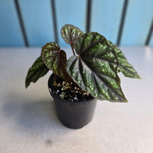 Load image into Gallery viewer, #RB1 Begonia Handelii var Prostrata