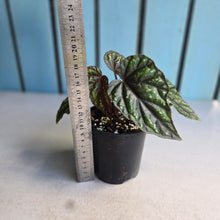Load image into Gallery viewer, #RB1 Begonia Handelii var Prostrata
