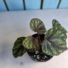 Load image into Gallery viewer, #RB1 Begonia Handelii var Prostrata
