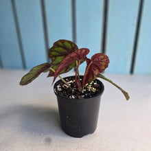Load image into Gallery viewer, #RB1 Begonia Handelii var Prostrata