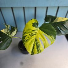 Load image into Gallery viewer, #D88 Variegated Monstera Deliciosa Aurea