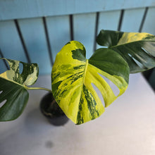 Load image into Gallery viewer, #D88 Variegated Monstera Deliciosa Aurea
