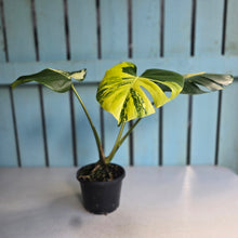 Load image into Gallery viewer, #D88 Variegated Monstera Deliciosa Aurea