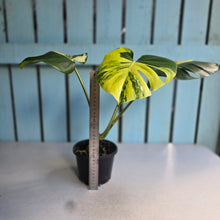 Load image into Gallery viewer, #D88 Variegated Monstera Deliciosa Aurea
