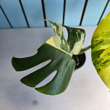 Load image into Gallery viewer, #D88 Variegated Monstera Deliciosa Aurea