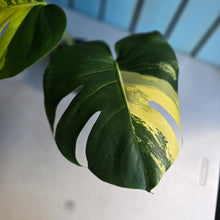 Load image into Gallery viewer, #D88 Variegated Monstera Deliciosa Aurea