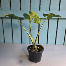 Load image into Gallery viewer, #D88 Variegated Monstera Deliciosa Aurea
