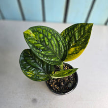 Load image into Gallery viewer, #RD24 Two x Headed Variegated Monstera Peru