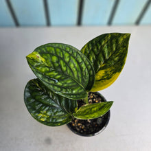 Load image into Gallery viewer, #RD24 Two x Headed Variegated Monstera Peru