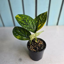 Load image into Gallery viewer, #RD24 Two x Headed Variegated Monstera Peru