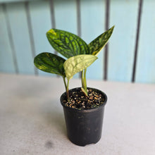 Load image into Gallery viewer, #RD24 Two x Headed Variegated Monstera Peru