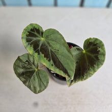 Load image into Gallery viewer, #RB15 Begonia Burkillii Silver