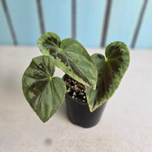 Load image into Gallery viewer, #RB15 Begonia Burkillii Silver