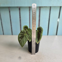 Load image into Gallery viewer, #RB15 Begonia Burkillii Silver