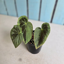 Load image into Gallery viewer, #RB15 Begonia Burkillii Silver
