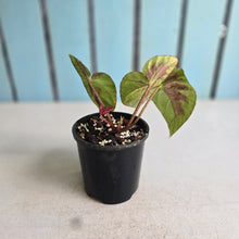 Load image into Gallery viewer, #RB15 Begonia Burkillii Silver