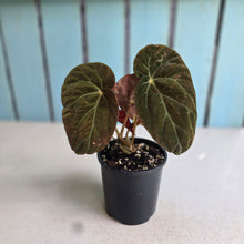 Load image into Gallery viewer, #R91 Begonia Burkillii Dark Form