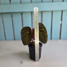 Load image into Gallery viewer, #R91 Begonia Burkillii Dark Form