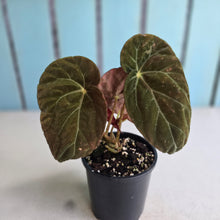 Load image into Gallery viewer, #R91 Begonia Burkillii Dark Form