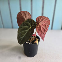 Load image into Gallery viewer, #R91 Begonia Burkillii Dark Form