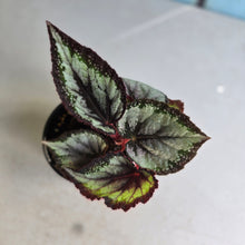 Load image into Gallery viewer, #R39 Begonia Unknown