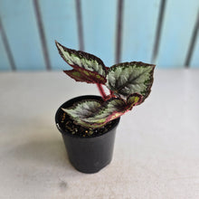 Load image into Gallery viewer, #R39 Begonia Unknown