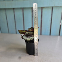 Load image into Gallery viewer, #R39 Begonia Unknown