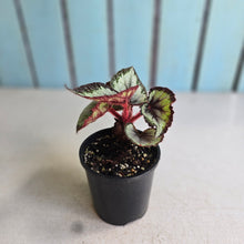Load image into Gallery viewer, #R39 Begonia Unknown